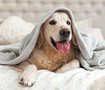 Protéger son chien du froid